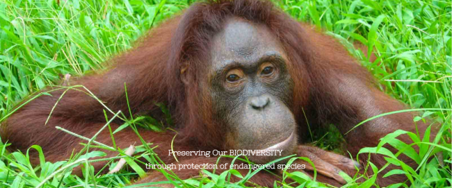 熱帯林地帯に生息するオランウータンの保全にも貢献