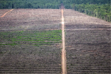 熱帯林が一気に伐採され、パーム油農園に転用される