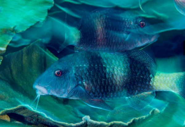 フタオビミナミヒメジ（Parupeneus insularis）のような魚が稚魚を育てるには保護地区が必要だ、と保全学者はいう。(PHOTOGRAPH BY BRIAN J. SKERRY, NATIONAL GEOGRAPHIC)