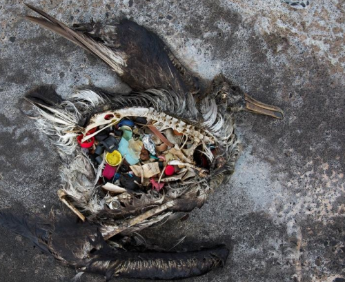 死んだアホウドリの胃袋からは大量のプラスチックゴミが・・・