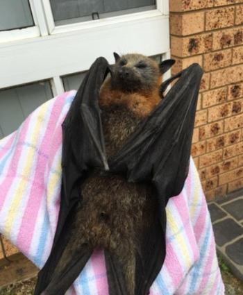 オーストラリア・シドニーで、記録的な熱波にさらされて衰弱したオオコウモリ
