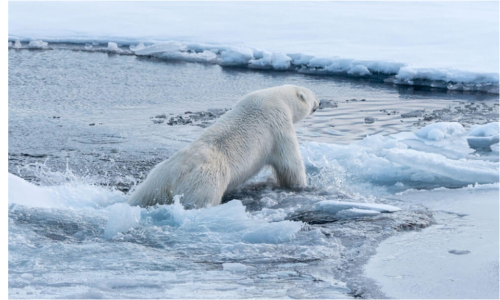 海氷減少で苦しむシロクマ「ちょっと何とかしてよ！」