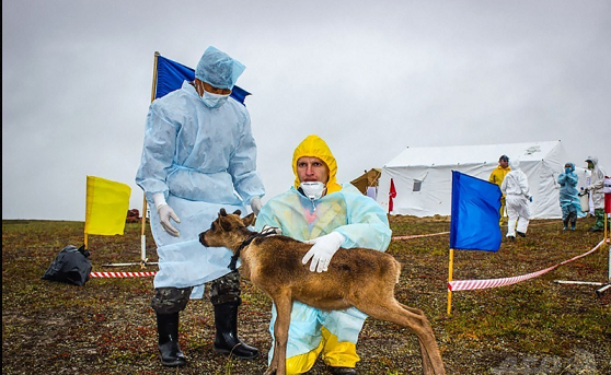 ロシア・ヤマル半島のヤルセールで、トナカイの体調を診る獣医師ら。ロシア非常事態省提供（2016年8月8日提供）