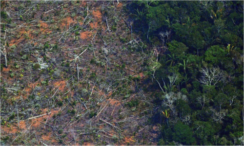 荒廃する熱帯雨林