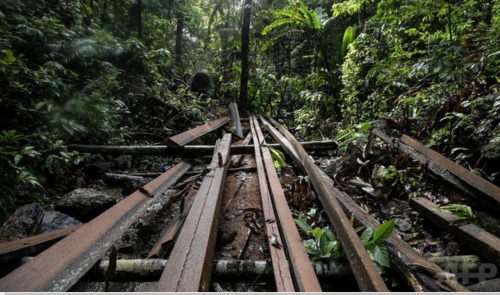 フィリピンのパラワン島の環境保護団体パラワンNGOネットワーク・インコーポレーテッド（PNNI）が同島の観光地エルニドに近い森林の違法伐採現場で発見した材木