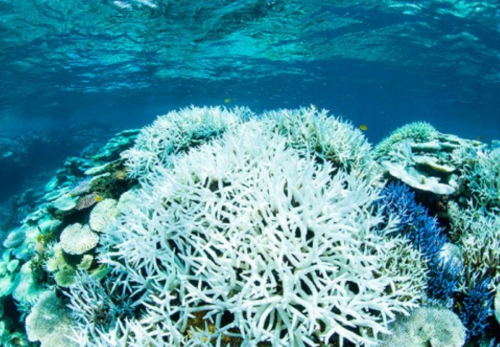 海温上昇で、各地で白化が進むサンゴ礁