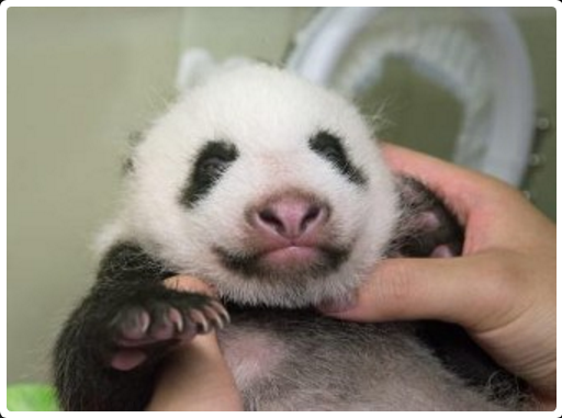 東京・上野動物園で生まれた心シンシンの赤ちゃんパンダ