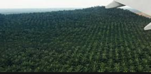 Sime Darbyがマレーシアで開発したパーム椰子植林地帯