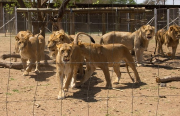 南アフリカ共和国にある詳細不明の繁殖施設で、囲いの中にいるライオン。同国では8000頭ものライオンが飼育下にある
