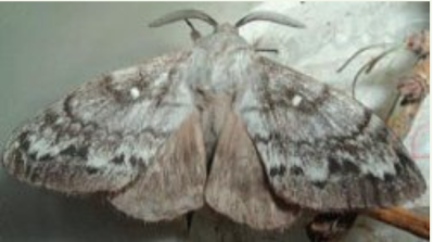 シベリアシルク蛾は、羽化するとこうなる。
