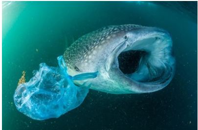 海中に漂うプラスチックゴミを掠めて泳ぐジンベエザメ