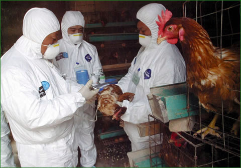 インフルエンザ 症状 鳥 鳥インフルエンザについて知りたい方へ：農林水産省