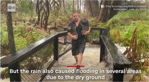 今度は豪雨から救出されるコアラたち