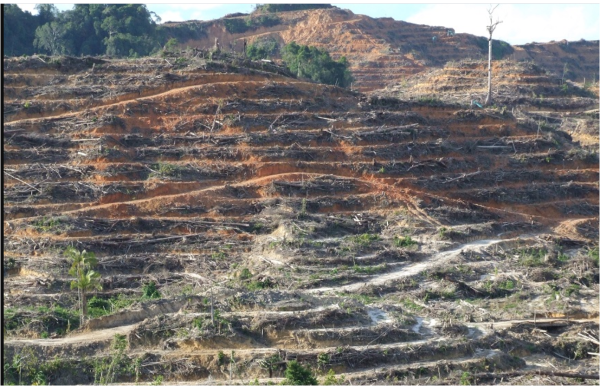パーム油プランテーションのために皆伐された熱帯林（ボルネオ・サラワクで）
