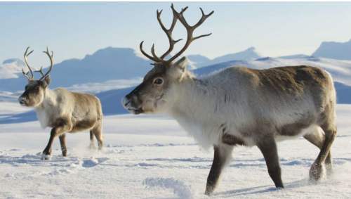 reindeer5キャプチャ