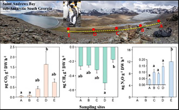 氷河後退地点からペンギンコロニーまでの間でのCO2、N2O等の変化。㊨がN2OのデータでコロニーのE地点で跳びぬけて濃度が高いことがわかる