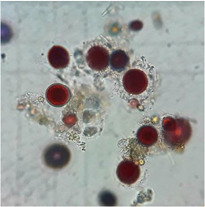 赤い色素を持つマイクロ藻