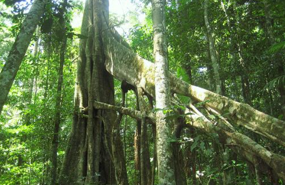 パブアニューギニアの熱帯雨林（JICAの報告書より）