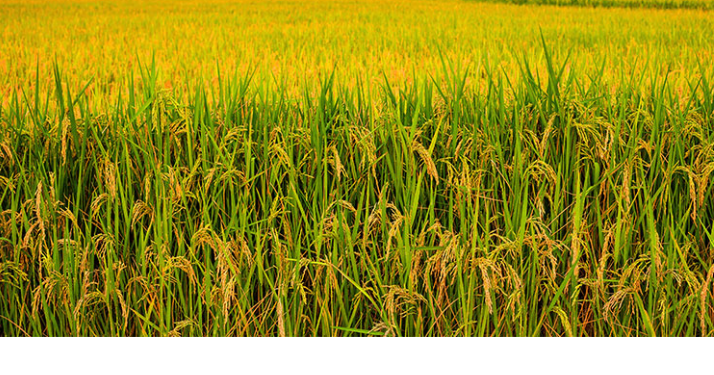 スクリーンショット 2024-12-20 155450