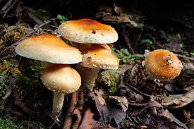 チャナムツタケ