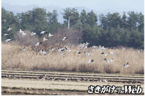 大潟村の水田に飛来したハクガンの群れ＝大潟の自然を愛する会・堤朗さん撮影