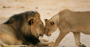 lion2キャプチャ