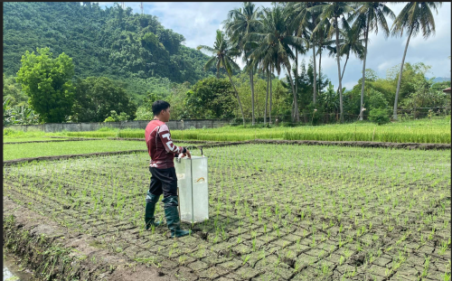水田の水を抜く作業を続ける。フィリピンでの稲作農地で