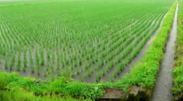 akitakomachiキャプチャ