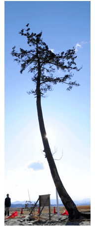 大津波に耐えた南相馬市鹿島区南右田地区の「一本松」。大地に根を張り、生育する姿は地域のシンボルとなっている＝１０日午後３時３０分ごろ