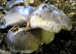 シモフリシメジ