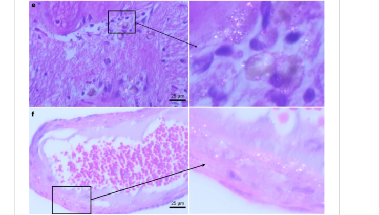スクリーンショット 2025-02-08 180621