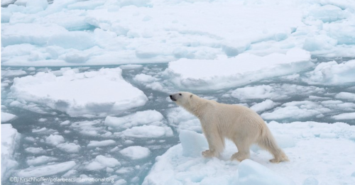 ホッキョクグマは海氷の消失で2100年までに絶滅へ