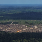 RANGREキャプチャ