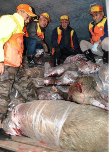 捕獲した汚染イノシシは、埋めることもできず、冷蔵庫は満杯