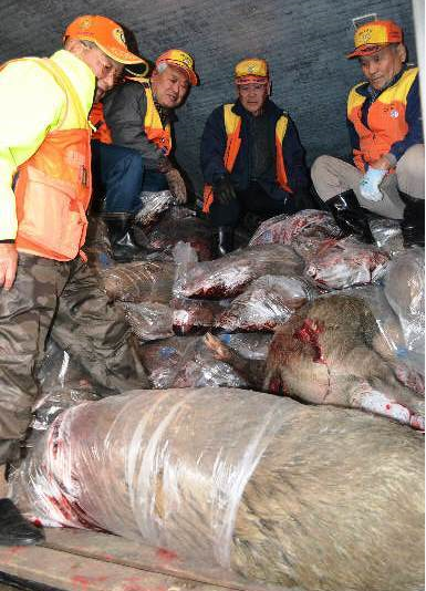 捕獲した汚染イノシシは、埋めることもできず、冷蔵庫は満杯