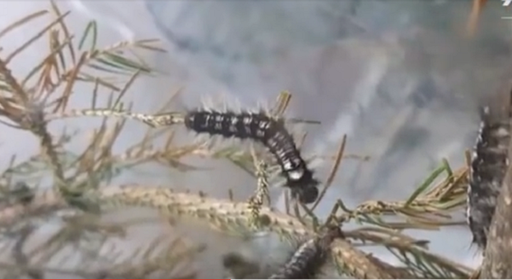 今度はシベリアで温暖化の影響で シベリア シルク蛾の幼虫 が大量発生 森林を食べ尽くし枯死させ 森林火災を加速 シベリアの大地のco2の吸収力も低下 Rief 一般社団法人環境金融研究機構
