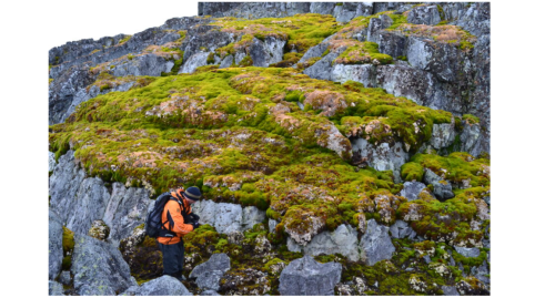 陸上の岩などに、コケ類がびっしりと繁殖している=BSAより