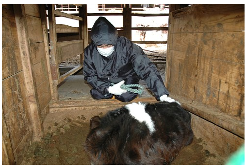 瀕死の子牛の背をなでる蛭田さん＝福島県楢葉町で２０１１年４月２１日