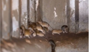 スクリーンショット 2024-12-14 211913