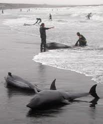 浜辺に打ち上げられて死んだカズハゴンドウ