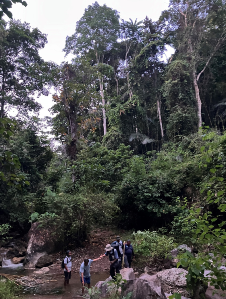 豊かな森林資源でおおわれているスラウェシ島＝環境・人間フォーラム提供