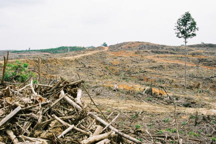 熱帯林の伐採が進むインドネシア。森林破壊で気候変動加速、コミュニティ崩壊も