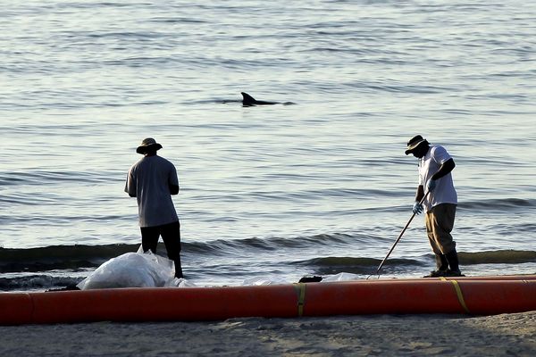 2010年6月14日、ルイジアナ州の浜辺で重油タールの塊を集める作業をする人の後ろに、イルカの背びれが見える。メキシコ湾の原油流出事故が、この海域に生息するハンドウイルカの健康障害発生率の上昇に関係しているとする新たな研究結果が発表された。
