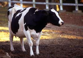 狂牛病の恐れのある肉かどうかも、国家秘密？