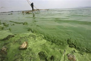 ２月２１日、中国では水質汚染も深刻さを増しており、政府は向こう１０年間で８５００億ドル（約８０兆円）を投じて水質改善に取り組む姿勢を示しているが、その巨額投資も効果は薄いとみられている。写真は藻が大量発生した雲南省の湖。２００９年５月撮影（２０１３年　ロイター）