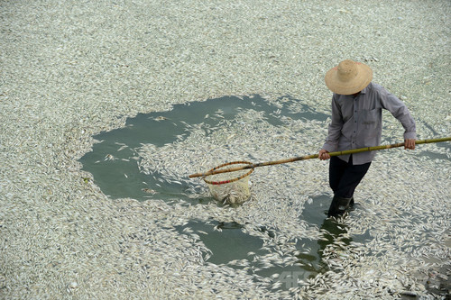 中国・湖北（Hubei）省武漢（Wuhan）を流れるFuhe川で、魚の死骸を回収する住民（…



中国・湖北（Hubei）省武漢（Wuhan）を流れるFuhe川で、魚の死骸を回収する住民（…


河北省武漢のFuhe川で死んだ魚を回収する住民