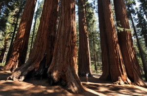 米カリフォルニア（California）州のセコイア国立公園（Sequoia National Park）のセコイアオスギの林に立つ女性（2009年10月11日撮影）。