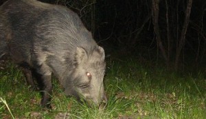 Germaninoshishi5179663987_cf85ce46ff_o