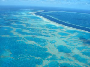 Greatbarerleafcimg0297