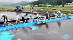 飯舘村の水田で始まった代かきによる除染実験